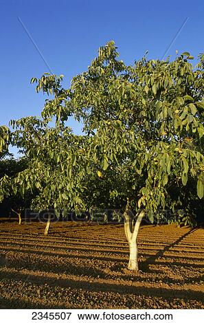 Agriculture - Grove of young, but maturing walnut trees in early summer afternoon light / Brentwood, California, USA. View Large Photo Image Stock Photo - Agriculture - Grove of young, but maturing walnut trees in early summer afternoon light / Brentwood, California, USA.. Fotosearch