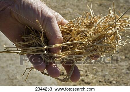 Agriculture - Hands of a livestock producer holding rice straw which is used as an ingredient in cattle feed on his ranch / near Williams, California, USA. View Large Photo Image Stock Image - Agriculture - Hands of a livestock producer holding rice straw which is used as an ingredient in cattle feed on his ranch / near Williams, California, USA.. Fotosearch