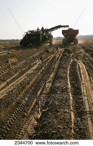 Agriculture - Harvest potatoes at a local family produce farm / Little Compton, Rhode Island, USA. View Large Photo Image Stock Image - Agriculture - Harvest potatoes at a local family produce farm / Little Compton, Rhode Island, USA.. Fotosearch