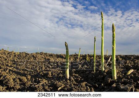 Stock Image - Agriculture - Harvest ready asparagus spears in the ground / near Tracy, San Joaquin County, California, USA.. Fotosearch