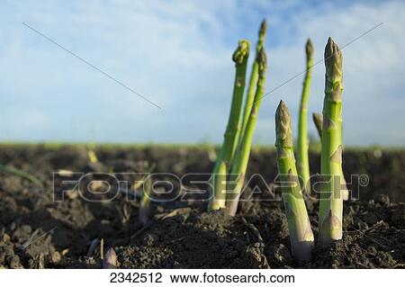 Stock Image - Agriculture - Harvest ready asparagus spears in the ground / near Tracy, San Joaquin County, California, USA.. Fotosearch