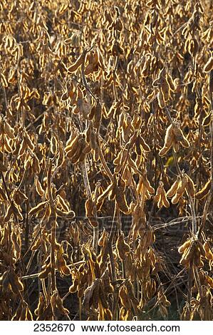 Agriculture - Harvest stage soybeans backlit by the sun / near Little Rock, Arkansas, USA. View Large Photo Image Stock Image - Agriculture - Harvest stage soybeans backlit by the sun / near Little Rock, Arkansas, USA.. Fotosearch