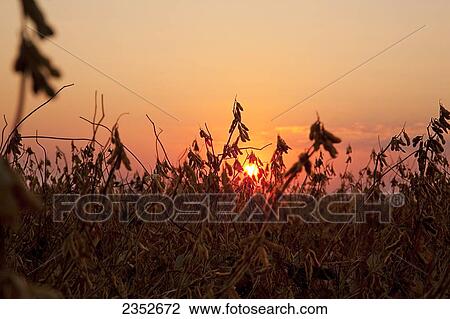 Agriculture - Harvest stage soybeans backlit by the sunset/ Arkansas, USA. View Large Photo Image Stock Image - Agriculture - Harvest stage soybeans backlit by the sunset/ Arkansas, USA.. Fotosearch