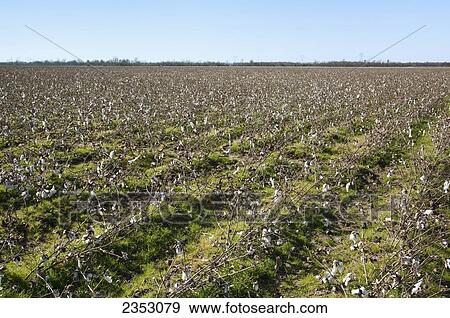 Agriculture - Harvested cotton field with stalks that have not been shredded. The ground is covered with a ryegrass cover crop that was planted by air weeks before defoliation / Arkansas, USA. View Large Photo Image Stock Photo - Agriculture - Harvested cotton field with stalks that have not been shredded. The ground is covered with a ryegrass cover crop that was planted by air weeks before defoliation / Arkansas, USA.. Fotosearch