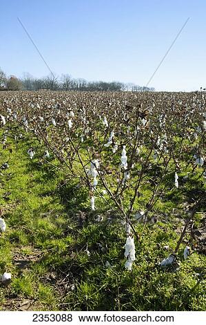 Agriculture - Harvested cotton field with stalks that have not been shredded. The ground is covered with a ryegrass cover crop that was planted by air weeks before defoliation / Arkansas, USA. View Large Photo Image Stock Photo - Agriculture - Harvested cotton field with stalks that have not been shredded. The ground is covered with a ryegrass cover crop that was planted by air weeks before defoliation / Arkansas, USA.. Fotosearch