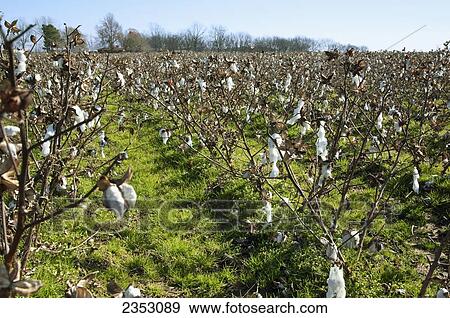 Stock Photo - Agriculture - Harvested cotton field with stalks that have not been shredded. The ground is covered with a ryegrass cover crop that was planted by air weeks before defoliation / Arkansas, USA.. Fotosearch