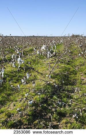 Agriculture - Harvested cotton field with stalks that have not been shredded. The ground is covered with a ryegrass cover crop that was planted by air weeks before defoliation / Arkansas, USA. View Large Photo Image Stock Photograph - Agriculture - Harvested cotton field with stalks that have not been shredded. The ground is covered with a ryegrass cover crop that was planted by air weeks before defoliation / Arkansas, USA.. Fotosearch