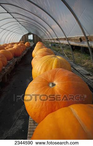 Stock Image - Agriculture - Harvested giant pumpkins being stored in a greenhouse prior to being offered for sale at a local family produce farm / Little Compton, Rhode Island, USA.. Fotosearch
