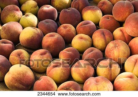 Agriculture - Harvested mature peaches on display at a local family produce farm / Little Compton, Rhode Island, USA. View Large Photo Image Picture - Agriculture - Harvested mature peaches on display at a local family produce farm / Little Compton, Rhode Island, USA.. Fotosearch