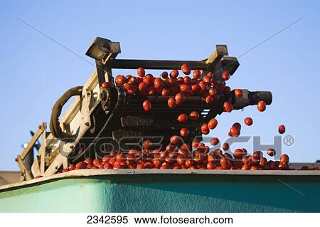 Agriculture - Harvested processing tomatoes being conveyored into a truck during the harvest / near Stockton, California, USA. View Large Photo Image Stock Photography - Agriculture - Harvested processing tomatoes being conveyored into a truck during the harvest / near Stockton, California, USA.. Fotosearch