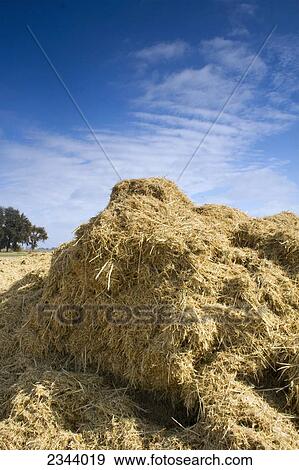 Agriculture - Harvested rice straw, a biomass crop to be used as a biofuel, piled up at a storage field awaiting processing. In the past rice straw was burned in the field, but due to environmental concerns it is now harvested for multiple uses / near Gri View Large Photo Image Stock Photo - Agriculture - Harvested rice straw, a biomass crop to be used as a biofuel, piled up at a storage field awaiting processing. In the past rice straw was burned in the field, but due to environmental concerns it is now harvested for multiple uses / near Gri. Fotosearch