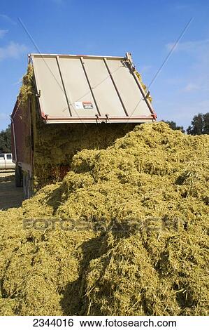 Agriculture - Harvested rice straw, a biomass crop to be used as a biofuel, is unloaded from a truck at a storage field. In the past rice straw was burned in the field, but due to environmental concerns it is now harvested for multiple uses / near Grimes View Large Photo Image Stock Photograph - Agriculture - Harvested rice straw, a biomass crop to be used as a biofuel, is unloaded from a truck at a storage field. In the past rice straw was burned in the field, but due to environmental concerns it is now harvested for multiple uses / near Grimes. Fotosearch
