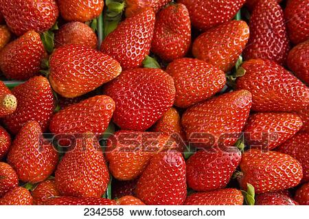 Stock Photo - Agriculture - Harvested strawberries / Stockton, California, USA.. Fotosearch
