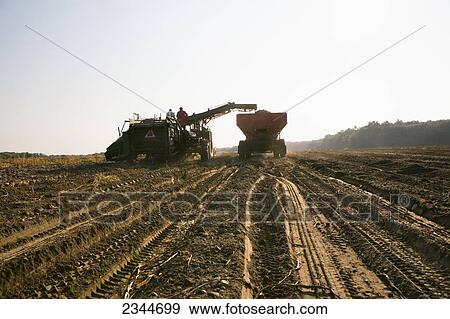 Stock Photo - Agriculture - Harvesting potatoes at a local family produce farm / Little Compton, Rhode Island, USA.. Fotosearch