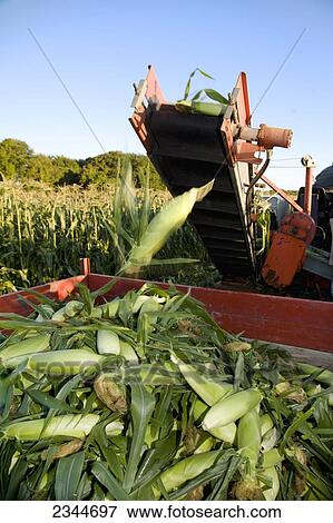 Agriculture - Harvesting sweet corn in mid Summer at a local family produce farm / Little Compton, Rhode Island, USA. View Large Photo Image Stock Photo - Agriculture - Harvesting sweet corn in mid Summer at a local family produce farm / Little Compton, Rhode Island, USA.. Fotosearch