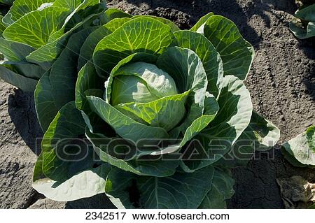 Agriculture - Head of maturing green cabbage in the field / near Stockton, San Joaquin County, California, USA. View Large Photo Image Stock Photo - Agriculture - Head of maturing green cabbage in the field / near Stockton, San Joaquin County, California, USA.. Fotosearch