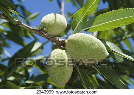 Stock Photo - Agriculture - Healthy green almonds on the tree in early summer / Tehama County, Northern California, USA.. Fotosearch