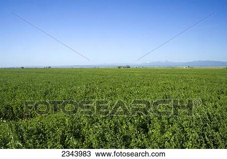Agriculture - Healthy mature alfalfa field ready for swathing in mid spring / near Orland, Glenn County, Northern California, USA. View Large Photo Image Stock Image - Agriculture - Healthy mature alfalfa field ready for swathing in mid spring / near Orland, Glenn County, Northern California, USA.. Fotosearch