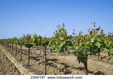 Stock Photo - Agriculture - Heavily damaged grape foliage caused by a heavy unusual Spring freeze / near Orland, California, USA.. Fotosearch