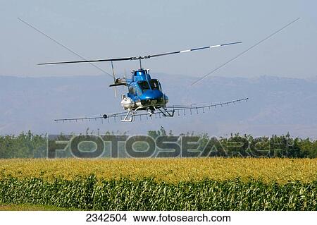 crop duster agriculture helicopter spraying tracy corn joaquin maturing california san county near usa fotosearch