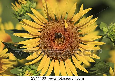 Agriculture - Honeybee pollinating a sunflower / California, USA. View Large Photo Image Stock Image - Agriculture - Honeybee pollinating a sunflower / California, USA.. Fotosearch