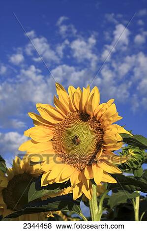 Agriculture - Honeybee pollinating a sunflower / California, USA. View Large Photo Image Stock Photo - Agriculture - Honeybee pollinating a sunflower / California, USA.. Fotosearch