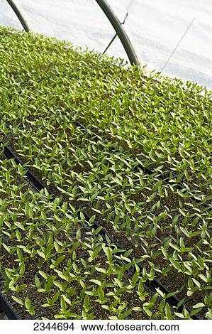 Agriculture - Hot pepper plant seedlings in a greenhouse at a local family produce farm / Little Compton, Rhode Island, USA. View Large Photo Image Picture - Agriculture - Hot pepper plant seedlings in a greenhouse at a local family produce farm / Little Compton, Rhode Island, USA.. Fotosearch
