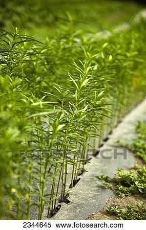 Agriculture - Immature cut flower plants grow through plastic mulch in a field at a local family produce farm / Little Compton, Rhode Island, USA. View Large Photo Image Stock Photography - Agriculture - Immature cut flower plants grow through plastic mulch in a field at a local family produce farm / Little Compton, Rhode Island, USA.. Fotosearch