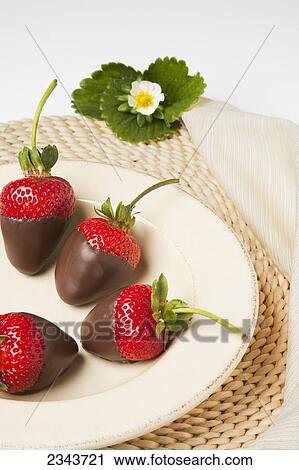 Agriculture - Jumbo chocolate dipped strawberries on a plate with leaves and a blossom. View Large Photo Image Stock Image - Agriculture - Jumbo chocolate dipped strawberries on a plate with leaves and a blossom.. Fotosearch
