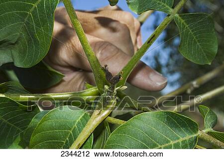 Agriculture - Killed immature walnuts caused by a heavy unusual Spring freeze / near Dairyville, California, USA. View Large Photo Image Stock Image - Agriculture - Killed immature walnuts caused by a heavy unusual Spring freeze / near Dairyville, California, USA.. Fotosearch