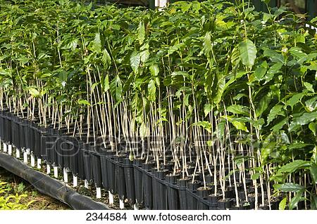 Agriculture - Kona coffee seedlings at a nursery prior to being transplanted in the field / Hawaii, USA. View Large Photo Image Picture - Agriculture - Kona coffee seedlings at a nursery prior to being transplanted in the field / Hawaii, USA.. Fotosearch