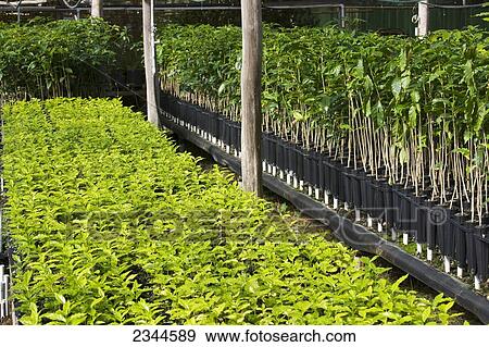 Agriculture - Kona coffee seedlings at a nursery prior to being transplanted in the field / Hawaii, USA. View Large Photo Image Stock Photo - Agriculture - Kona coffee seedlings at a nursery prior to being transplanted in the field / Hawaii, USA.. Fotosearch