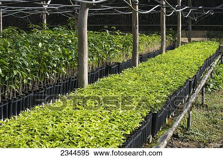 Agriculture - Kona coffee seedlings at a nursery prior to being transplanted in the field / Hawaii, USA. View Large Photo Image Stock Photography - Agriculture - Kona coffee seedlings at a nursery prior to being transplanted in the field / Hawaii, USA.. Fotosearch