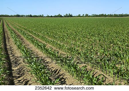 Agriculture - Large field of early growth grain corn plants at the 10 leaf stage / near England, Arkansas, USA. View Large Photo Image Stock Image - Agriculture - Large field of early growth grain corn plants at the 10 leaf stage / near England, Arkansas, USA.. Fotosearch