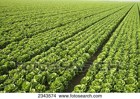 Picture - Agriculture - Large field of healthy mature Romaine lettuce showing few skips in the rows and a very even growth regulation / near Five Points, San Joaquin Valley, California, USA.. Fotosearch