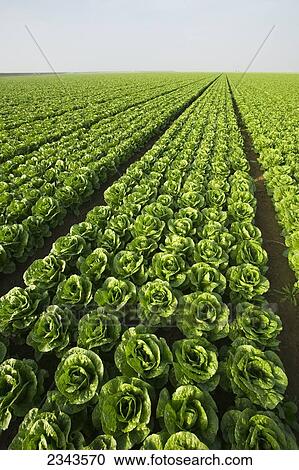 Stock Image - Agriculture - Large field of healthy mature Romaine lettuce showing few skips in the rows and a very even growth regulation / near Five Points, San Joaquin Valley, California, USA.. Fotosearch