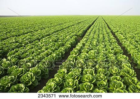 Agriculture - Large field of healthy mature Romaine lettuce showing few skips in the rows and a very even growth regulation / near Five Points, San Joaquin Valley, California, USA. View Large Photo Image Stock Image - Agriculture - Large field of healthy mature Romaine lettuce showing few skips in the rows and a very even growth regulation / near Five Points, San Joaquin Valley, California, USA.. Fotosearch