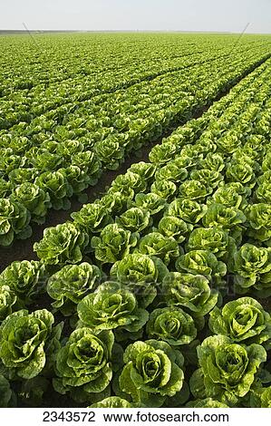 Agriculture - Large field of healthy mature Romaine lettuce showing few skips in the rows and a very even growth regulation / near Five Points, San Joaquin Valley, California, USA. View Large Photo Image Stock Image - Agriculture - Large field of healthy mature Romaine lettuce showing few skips in the rows and a very even growth regulation / near Five Points, San Joaquin Valley, California, USA.. Fotosearch