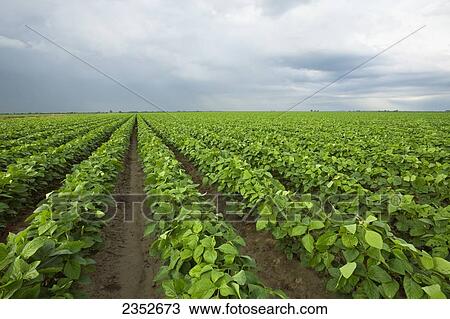 Stock Image - Agriculture - Large field of healthy mid growth soybeans in the pod setting stage / near England, Arkansas, USA.. Fotosearch