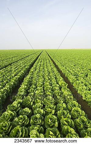 Agriculture - Large field of healthy mature Romaine lettuce showing few skips in the rows and a very even growth regulation / near Five Points, San Joaquin Valley, California, USA. View Large Photo Image Stock Photo - Agriculture - Large field of healthy mature Romaine lettuce showing few skips in the rows and a very even growth regulation / near Five Points, San Joaquin Valley, California, USA.. Fotosearch