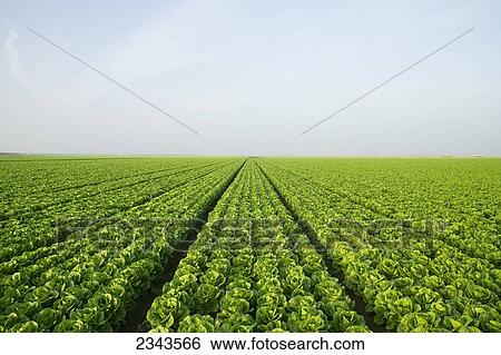 Stock Photograph - Agriculture - Large field of healthy mature Romaine lettuce showing few skips in the rows and a very even growth regulation / near Five Points, San Joaquin Valley, California, USA.. Fotosearch