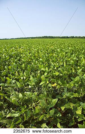 Agriculture - Large field of healthy mid growth soybeans in the green pod stage / Northeast Arkansas, USA. View Large Photo Image Stock Photography - Agriculture - Large field of healthy mid growth soybeans in the green pod stage / Northeast Arkansas, USA.. Fotosearch