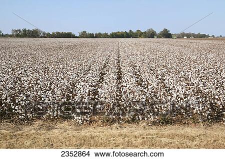 Picture - Agriculture - Large field of mature defoliated high-yield cotton at harvest stage / near England, Arkansas, USA.. Fotosearch