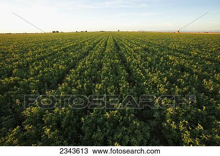 Stock Image - Agriculture - Large field of mature alfalfa ready for cutting in early morning light / Imperial Valley, California, USA.. Fotosearch