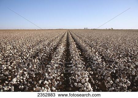 Stock Image - Agriculture - Large field of mature defoliated high-yield stripper cotton at harvest stage in Autumn. This crop has a yield potential of 3 to 4 bales per acre / West Texas, USA.. Fotosearch
