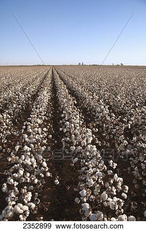 Stock Photo - Agriculture - Large field of mature defoliated high-yield stripper cotton at harvest stage in Autumn. This crop has a yield potential of 3 to 4 bales per acre / West Texas, USA.. Fotosearch
