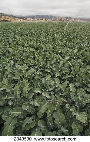 Agriculture - Large field of maturing broccoli plants under morning overcast skies, typical of the Salinas Valley in Summer / Salinas Valley, California, USA. View Large Photo Image Stock Image - Agriculture - Large field of maturing broccoli plants under morning overcast skies, typical of the Salinas Valley in Summer / Salinas Valley, California, USA.. Fotosearch