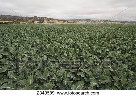 Stock Photo - Agriculture - Large field of maturing broccoli plants under morning overcast skies, typical of the Salinas Valley in Summer / Salinas Valley, California, USA.. Fotosearch