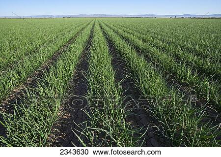 Stock Image - Agriculture - Large field of mid growth yellow onions / Imperial Valley, California, USA.. Fotosearch