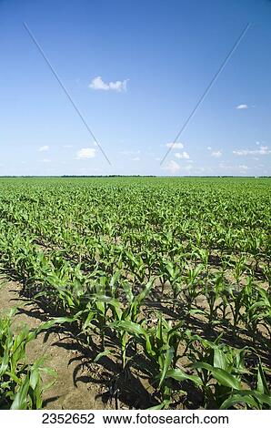 Agriculture - Large field of mid growth grain corn plants at the pre tassel stage. This crop was twin row planted, with two rows 7 inches apart on beds set up on 38 inch centers. This planting technique promotes yield increase / near England, Arkansas, US View Large Photo Image Stock Image - Agriculture - Large field of mid growth grain corn plants at the pre tassel stage. This crop was twin row planted, with two rows 7 inches apart on beds set up on 38 inch centers. This planting technique promotes yield increase / near England, Arkansas, US. Fotosearch